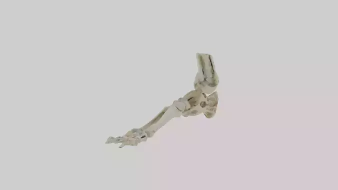 Foot skeleton