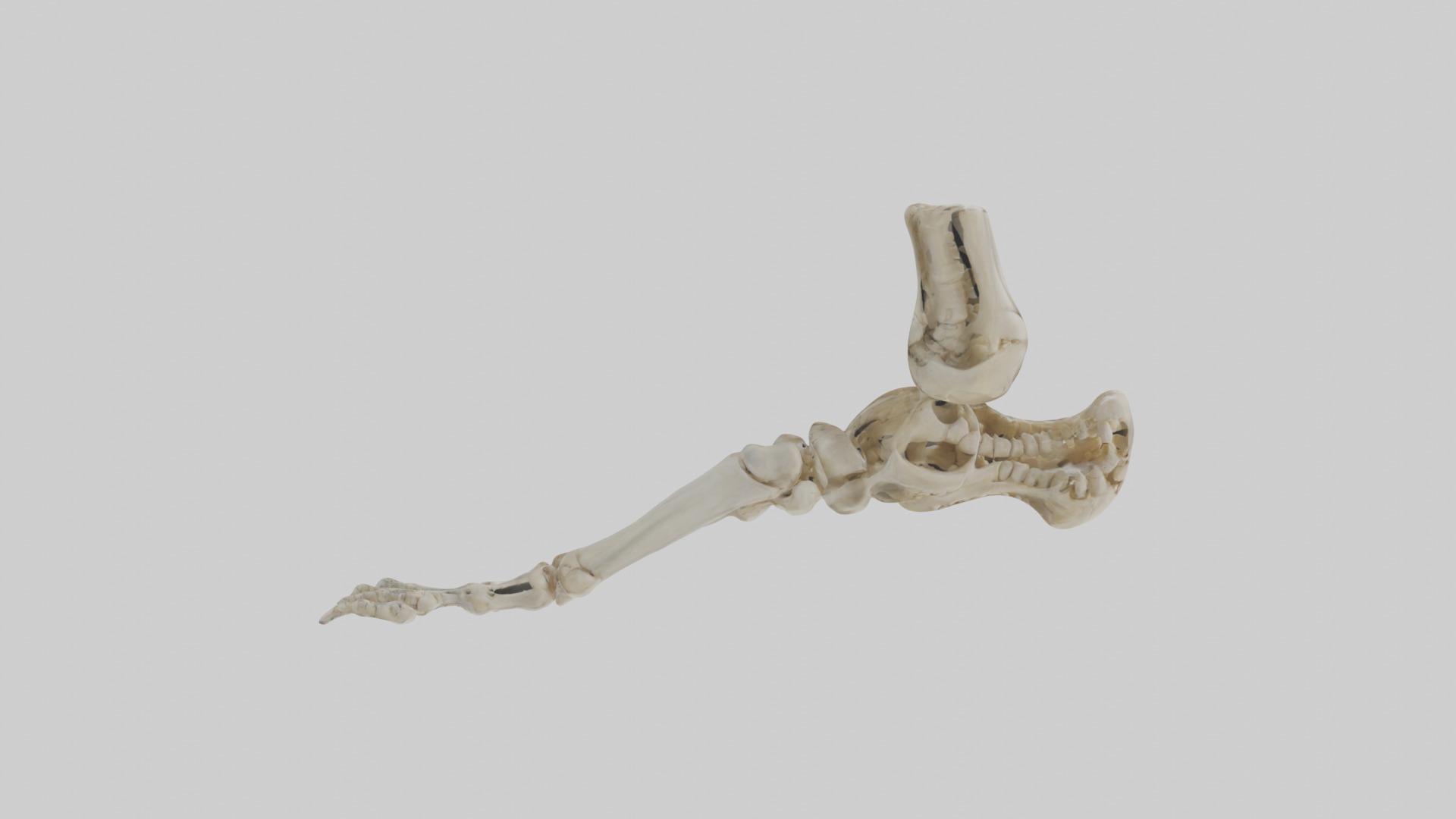 Foot skeleton Low-poly 3D model_2