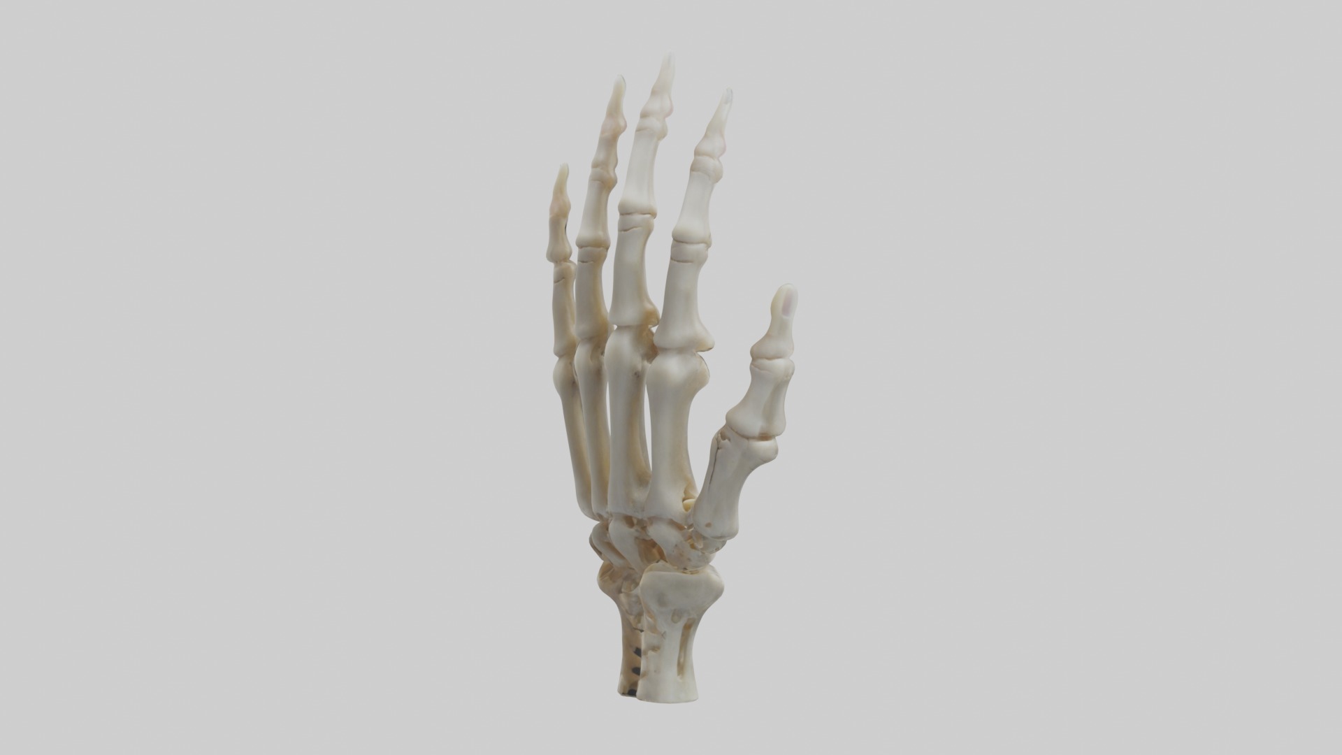Finger skeleton Low-poly 3D model_2