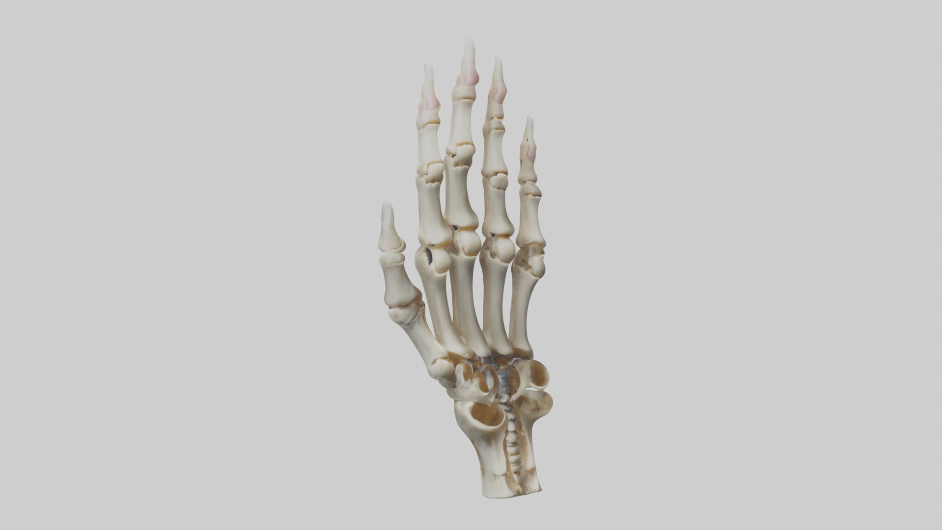 Finger skeleton Low-poly 3D model_5