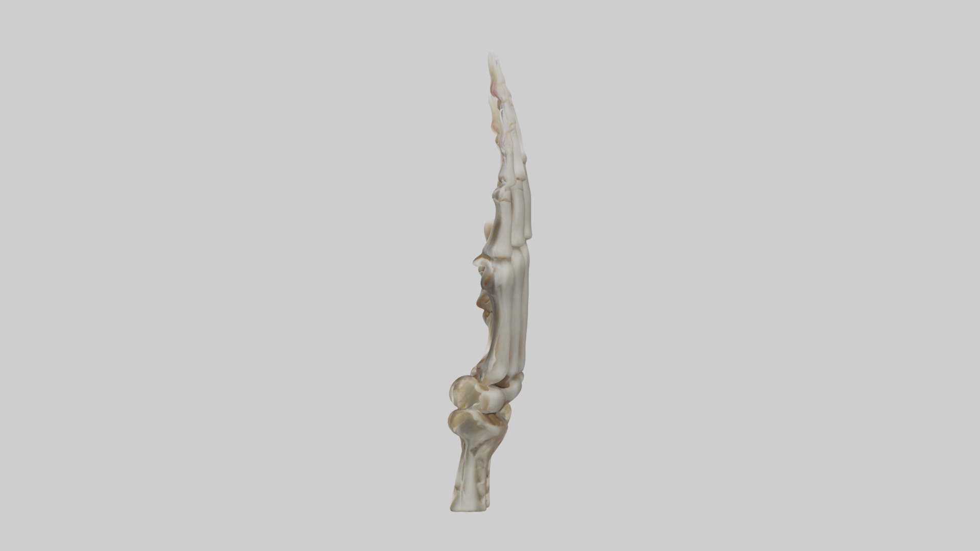 Finger skeleton Low-poly 3D model_6