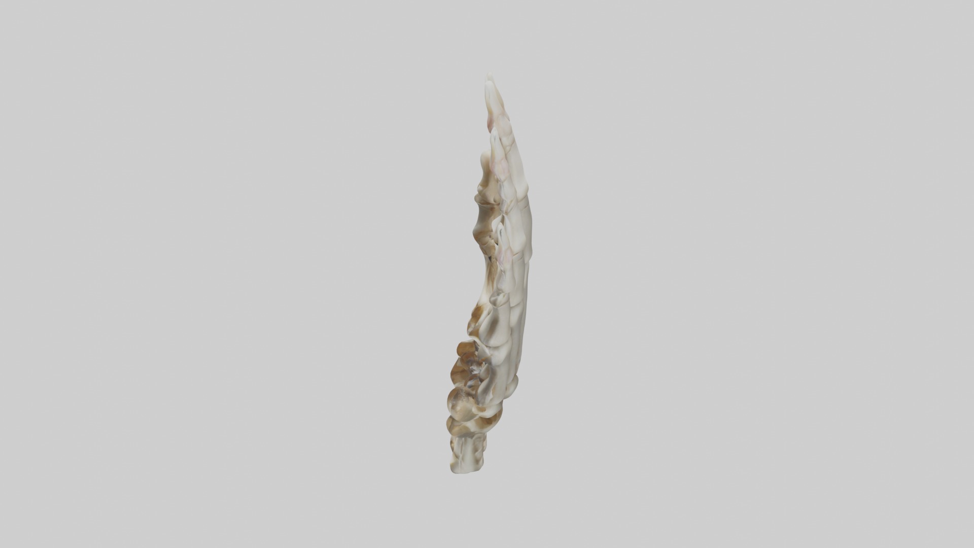 Finger skeleton Low-poly 3D model_11