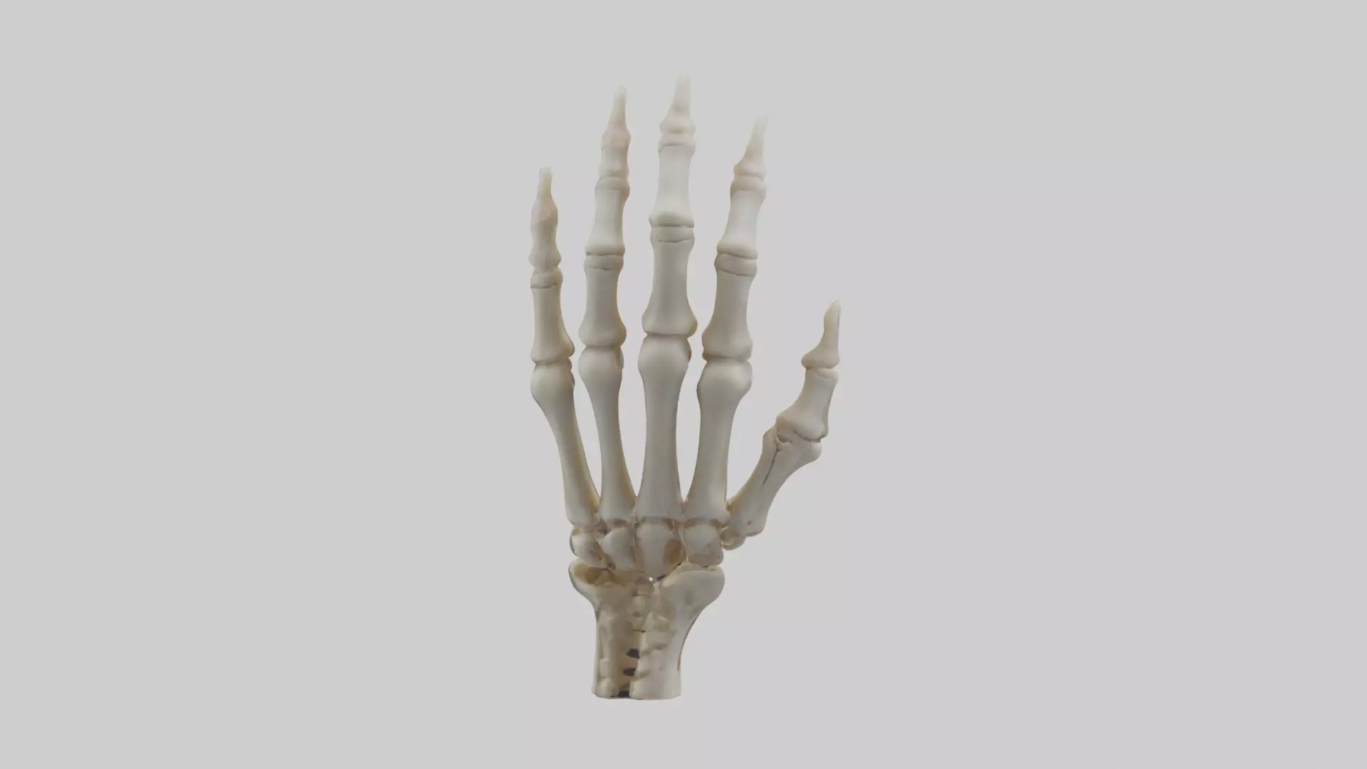 Finger skeleton Low-poly 3D model_0