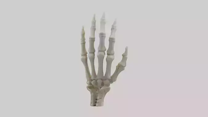 Finger skeleton