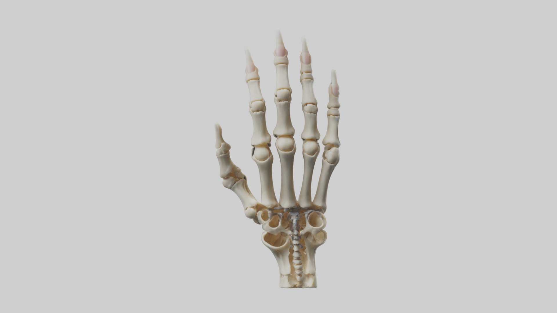 Finger skeleton Low-poly 3D model_3