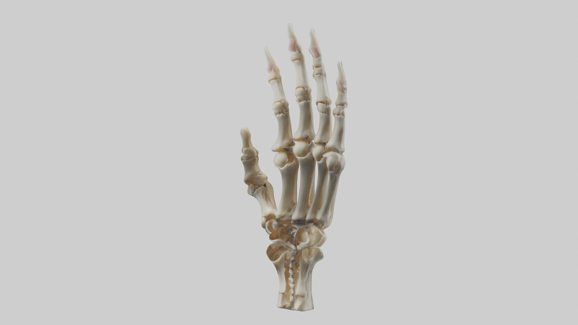Finger skeleton Low-poly 3D model_4