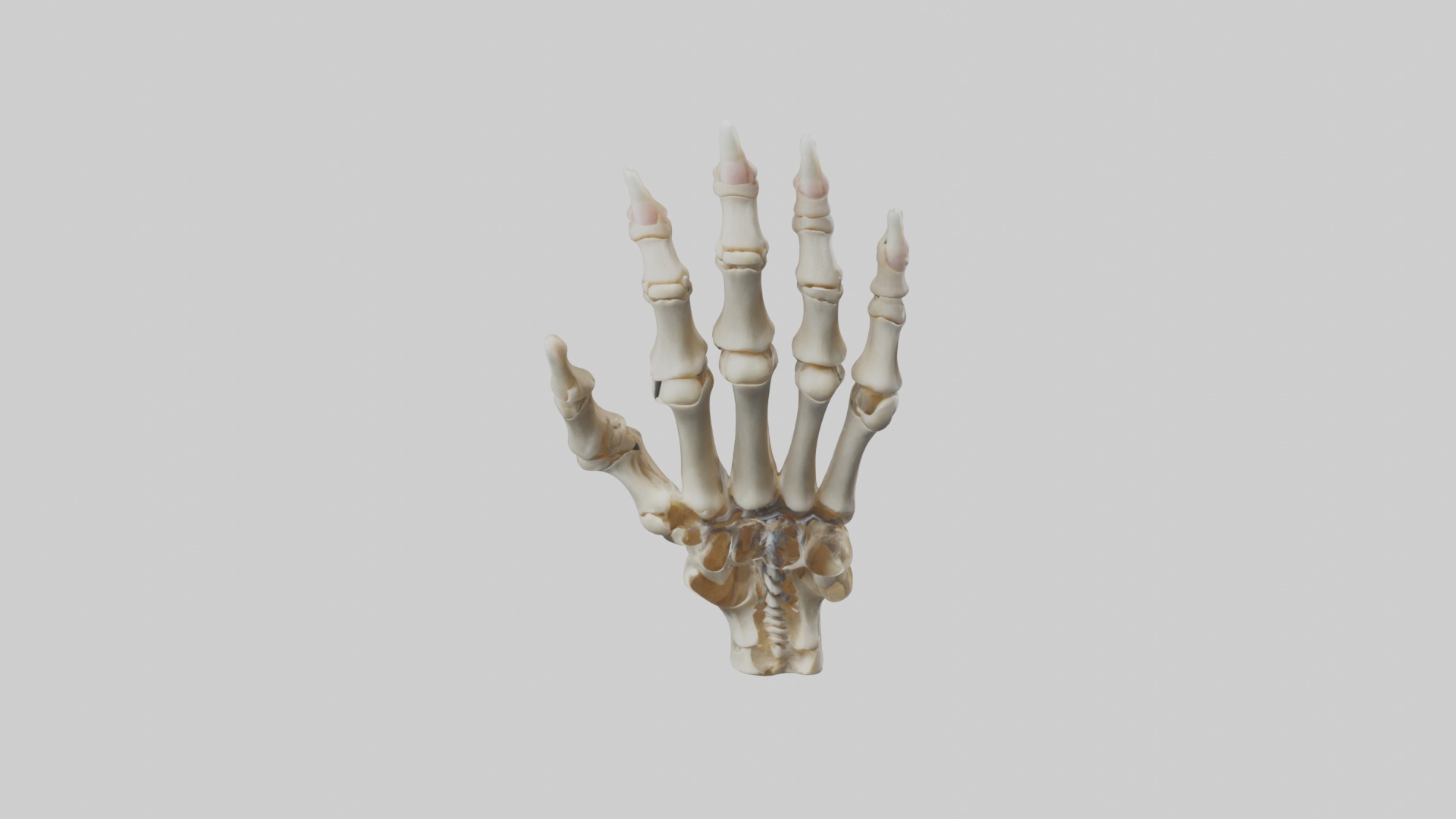 Finger skeleton Low-poly 3D model_10