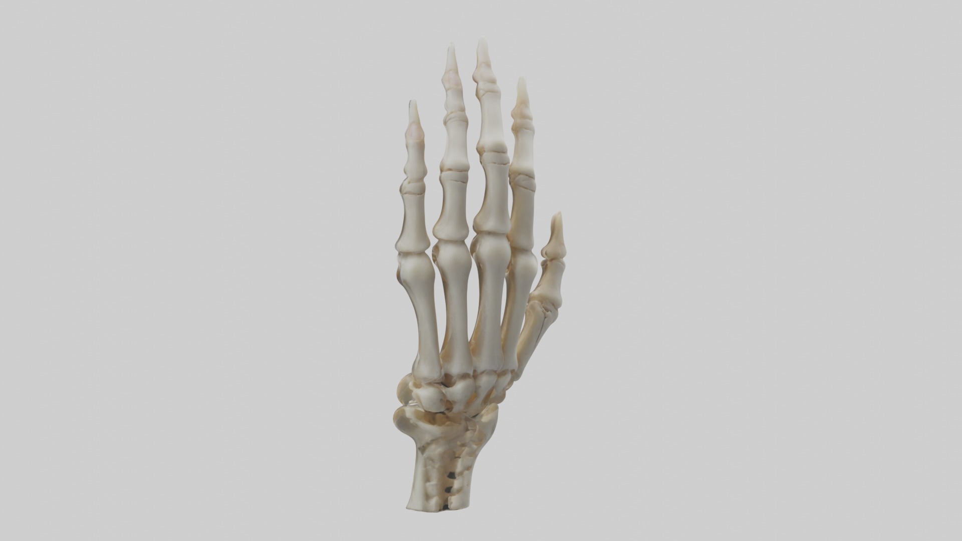 Finger skeleton Low-poly 3D model_1