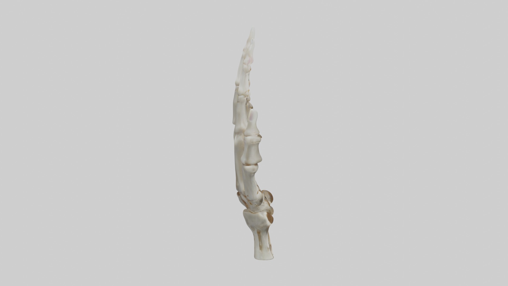 Finger skeleton Low-poly 3D model_7
