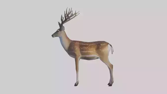 Fallow deer
