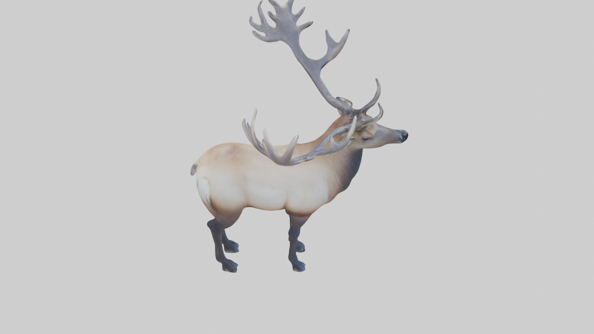 Elk deer Low-poly 3D model_9