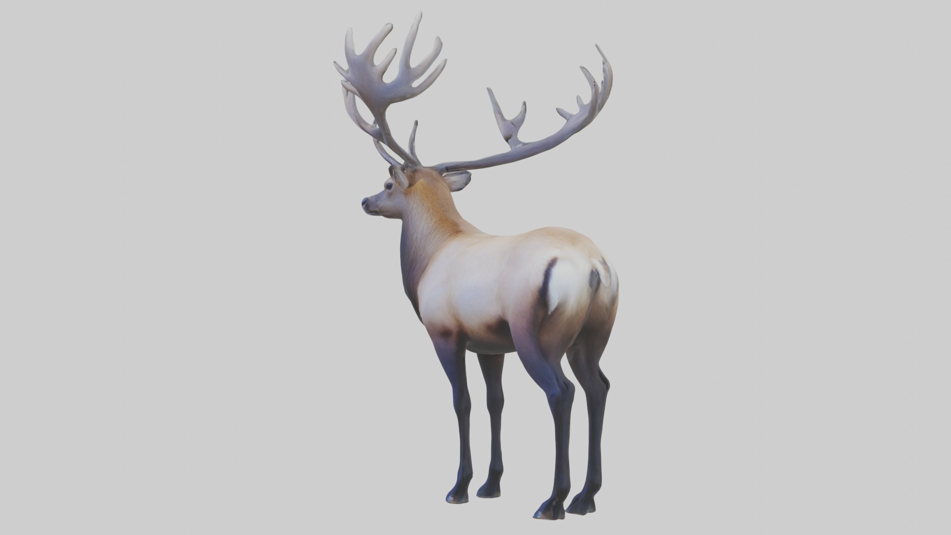 Elk deer Low-poly 3D model_4