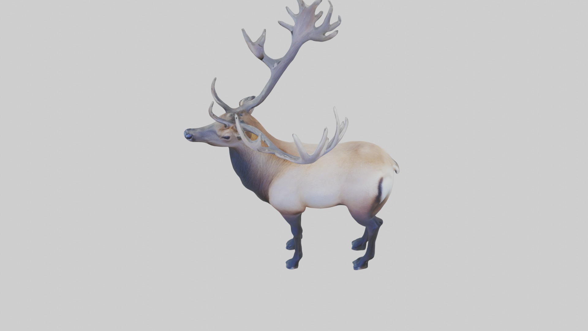 Elk deer Low-poly 3D model_10