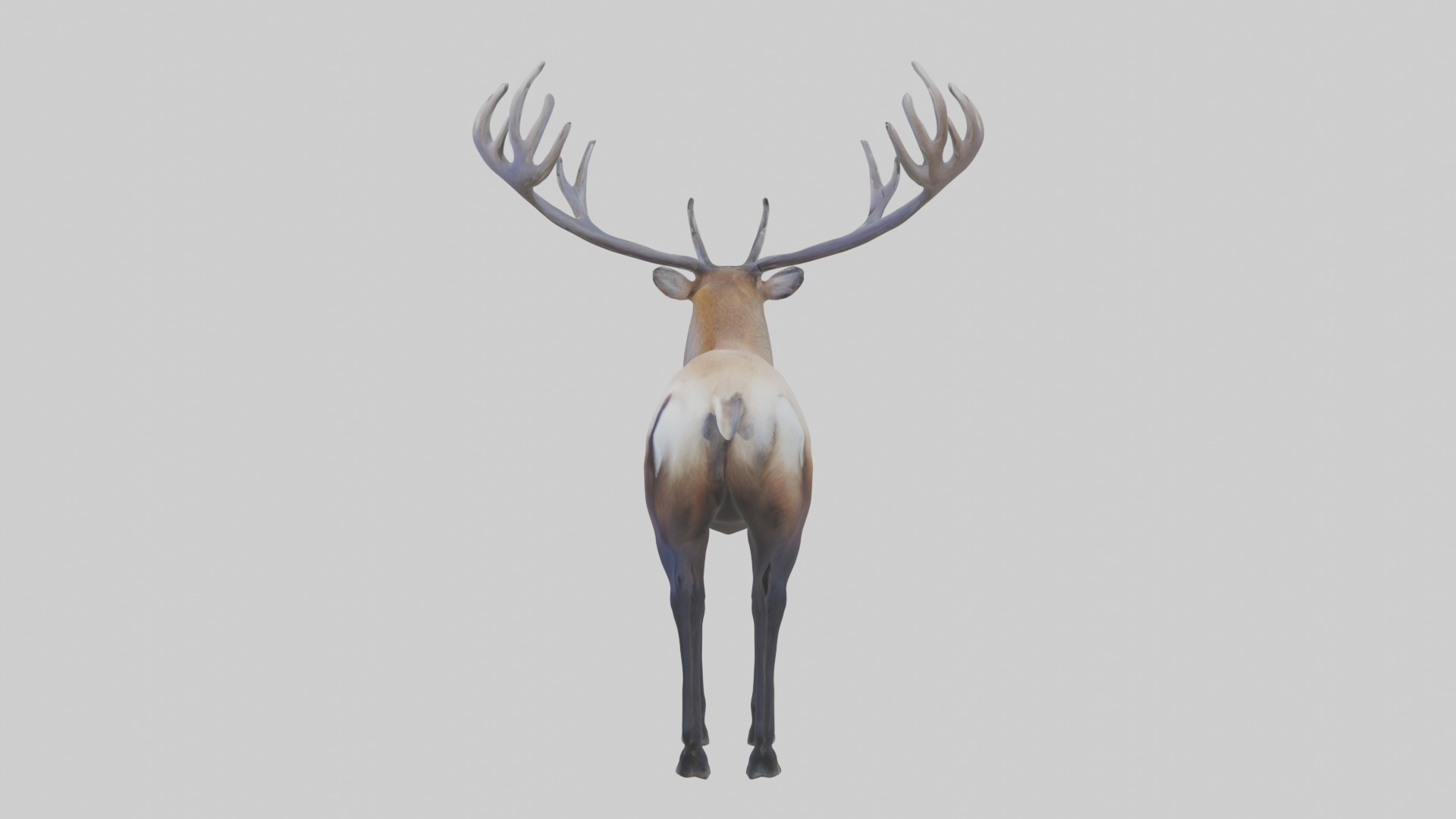 Elk deer Low-poly 3D model_6