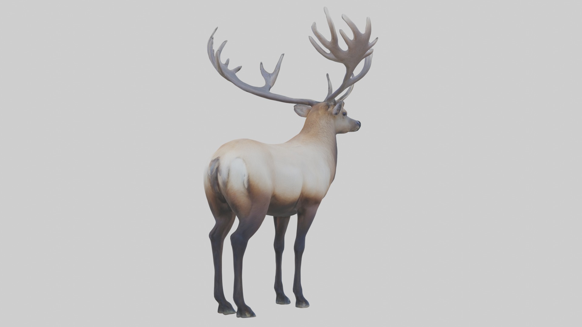 Elk deer Low-poly 3D model_1