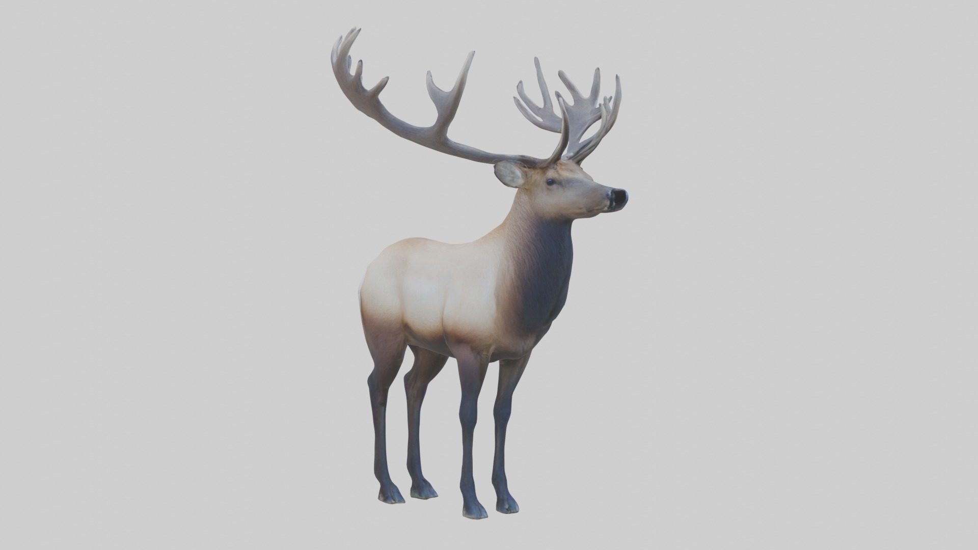 Elk deer Low-poly 3D model_2