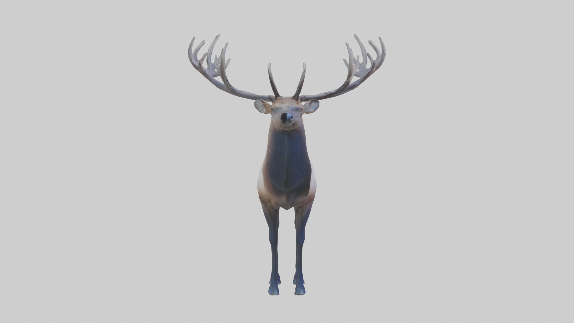 Elk deer Low-poly 3D model_7