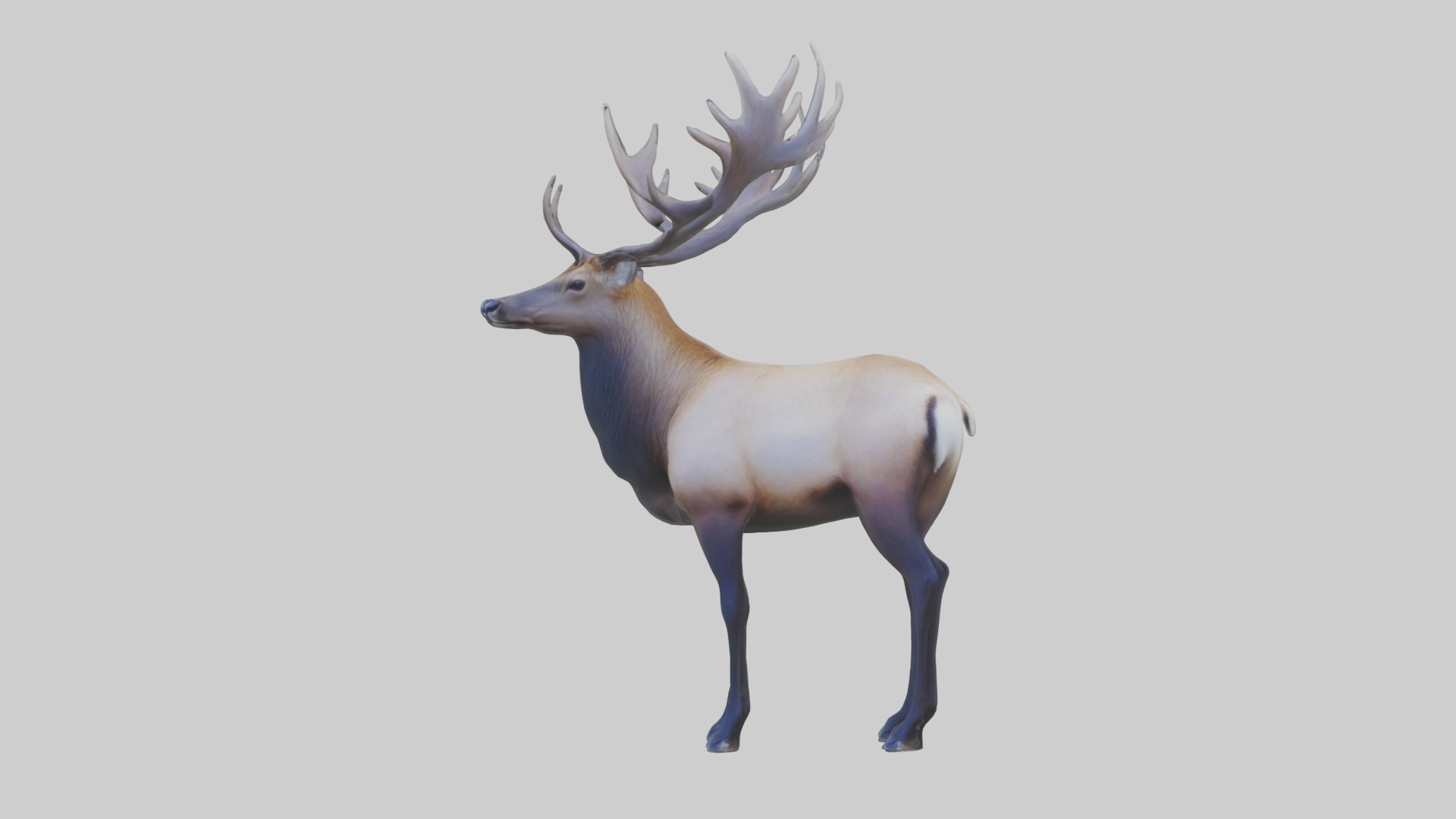 Elk deer Low-poly 3D model_3