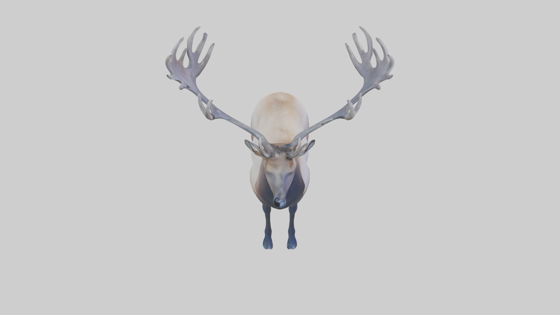Elk deer Low-poly 3D model_12