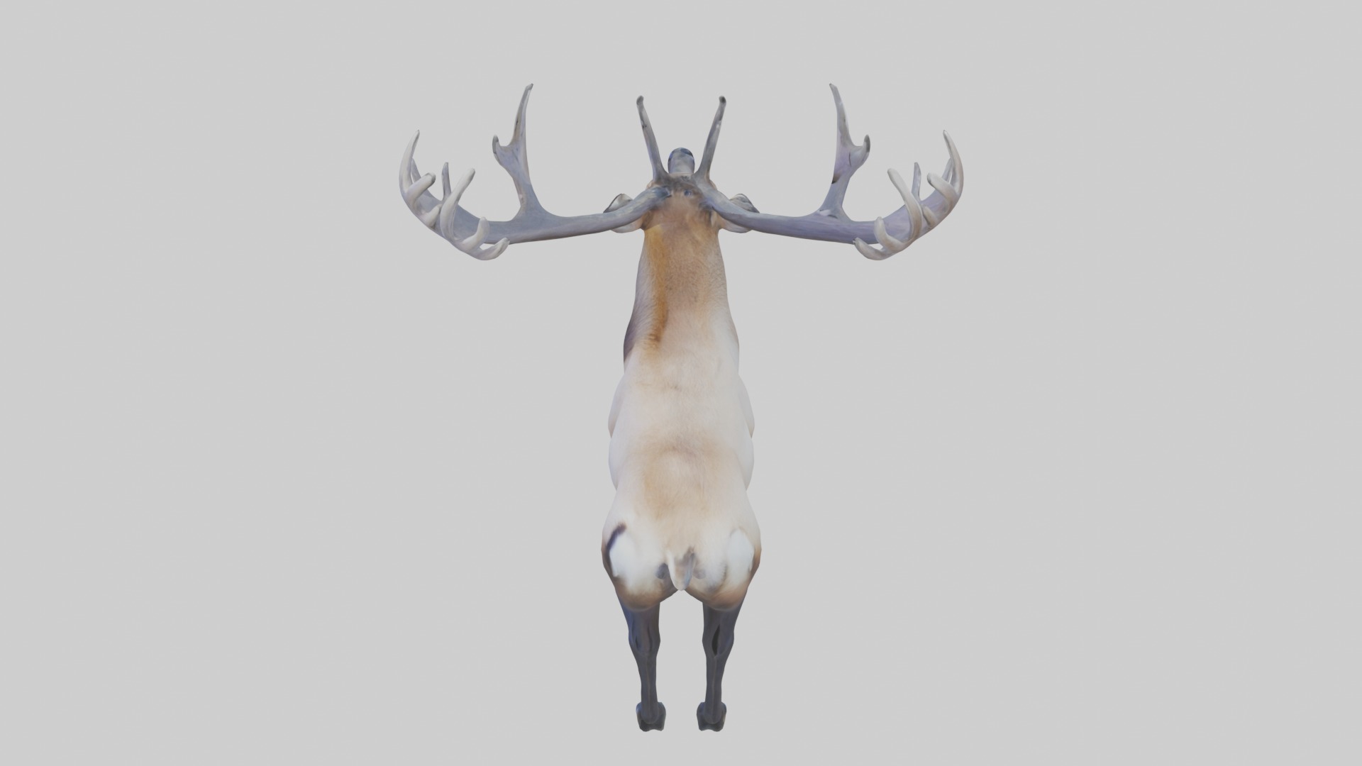 Elk deer Low-poly 3D model_11