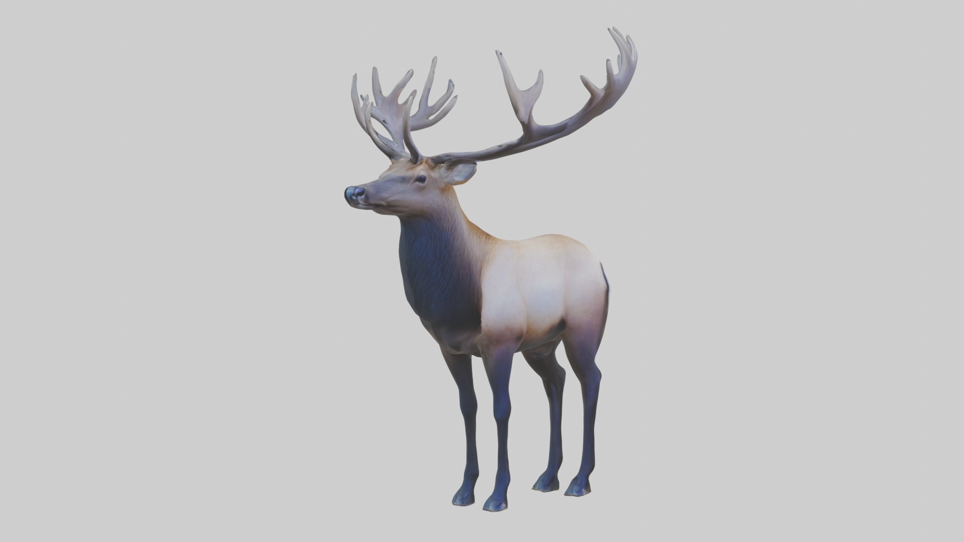 Elk deer Low-poly 3D model_5