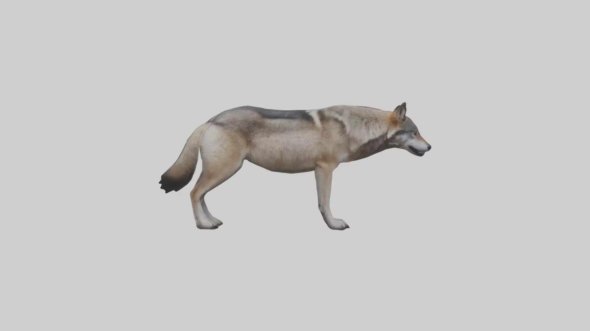 Eastern Wolf Low-poly 3D model_0