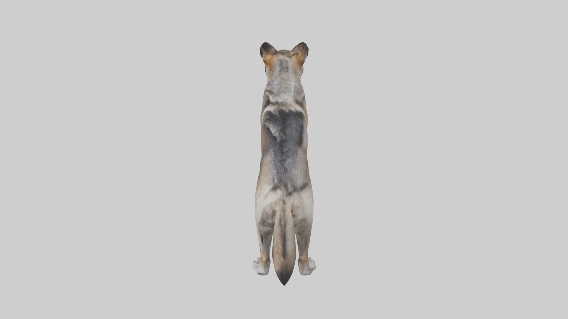 Eastern Wolf Low-poly 3D model_11