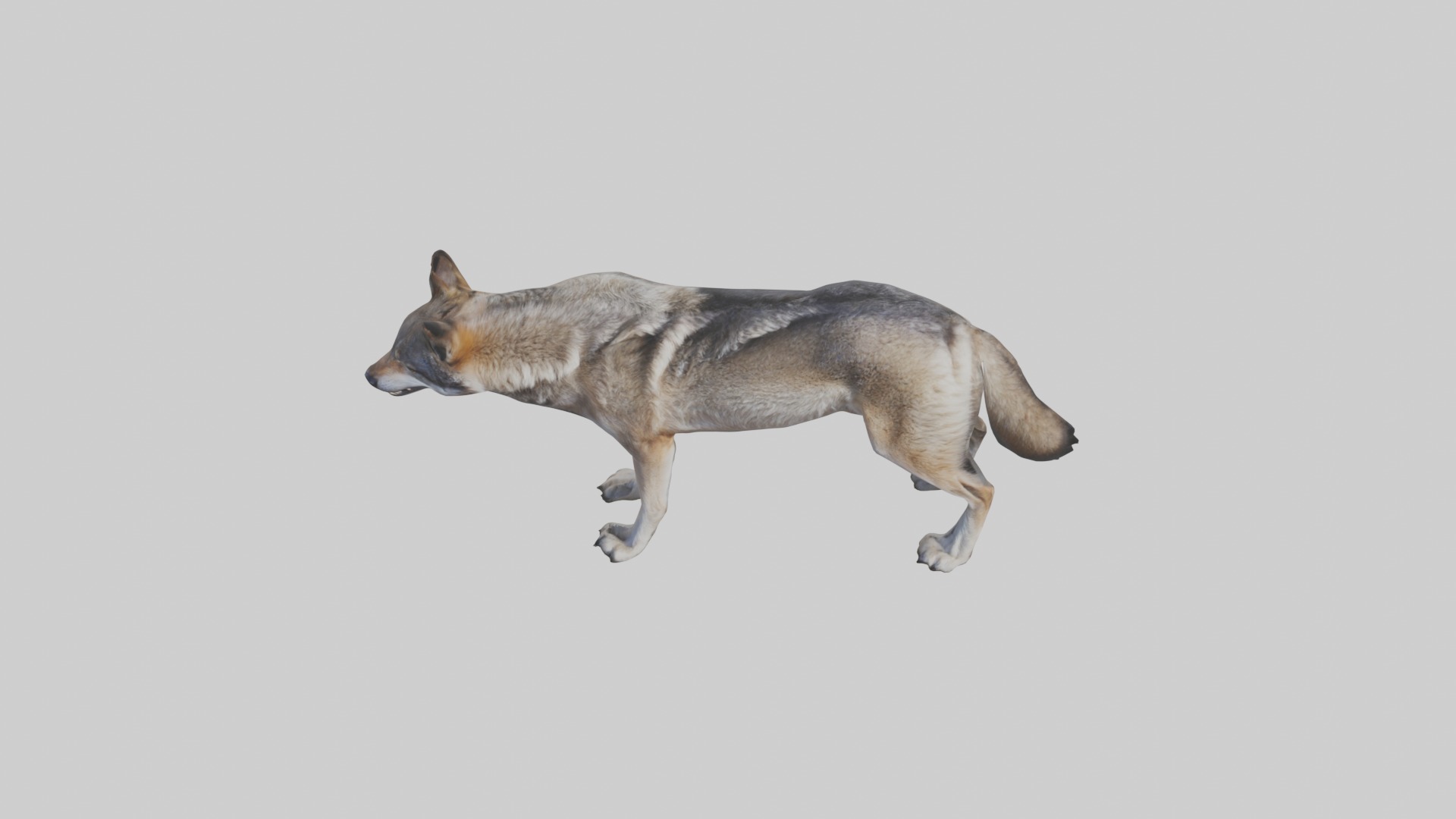 Eastern Wolf Low-poly 3D model_10