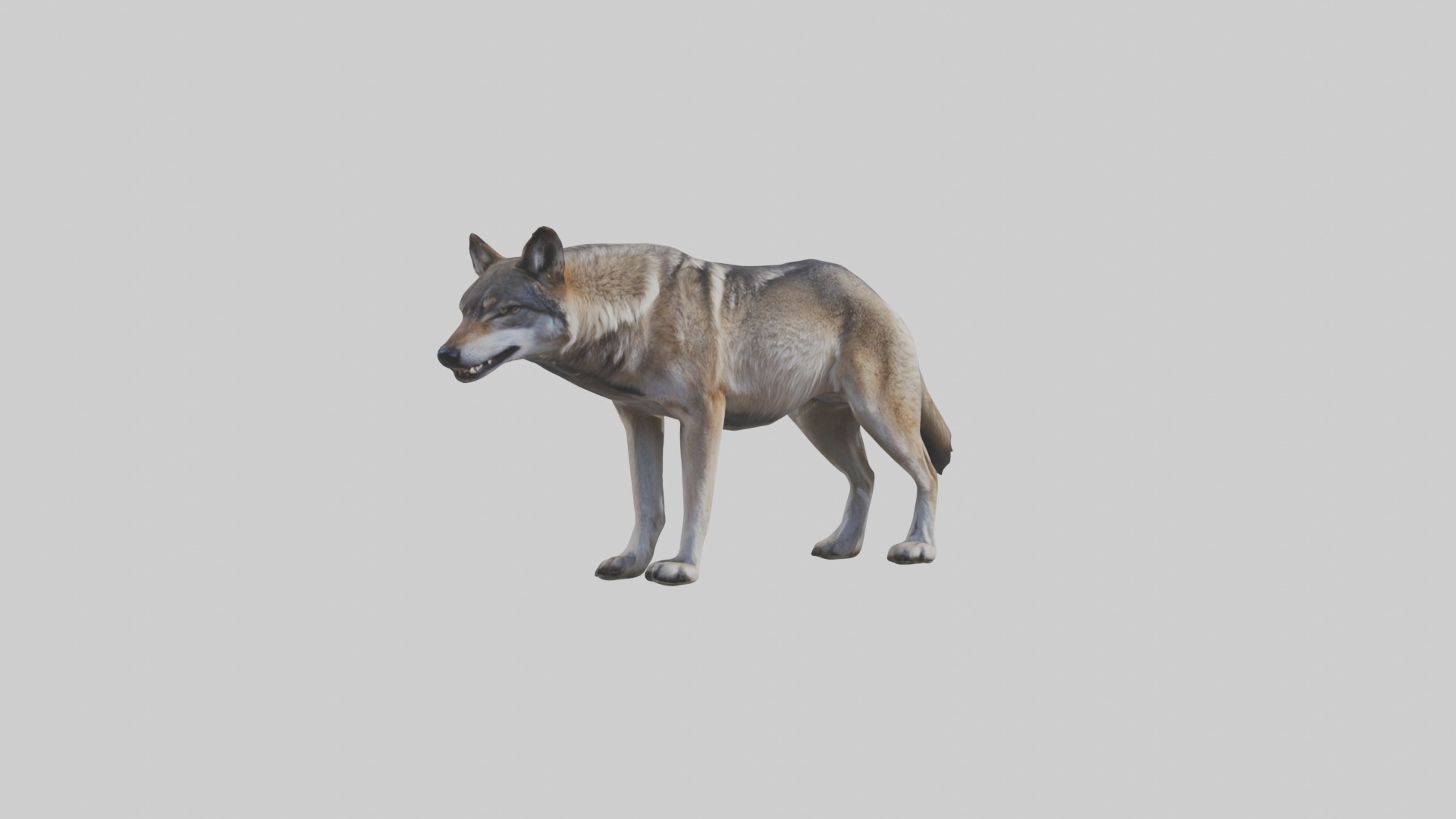 Eastern Wolf Low-poly 3D model_5