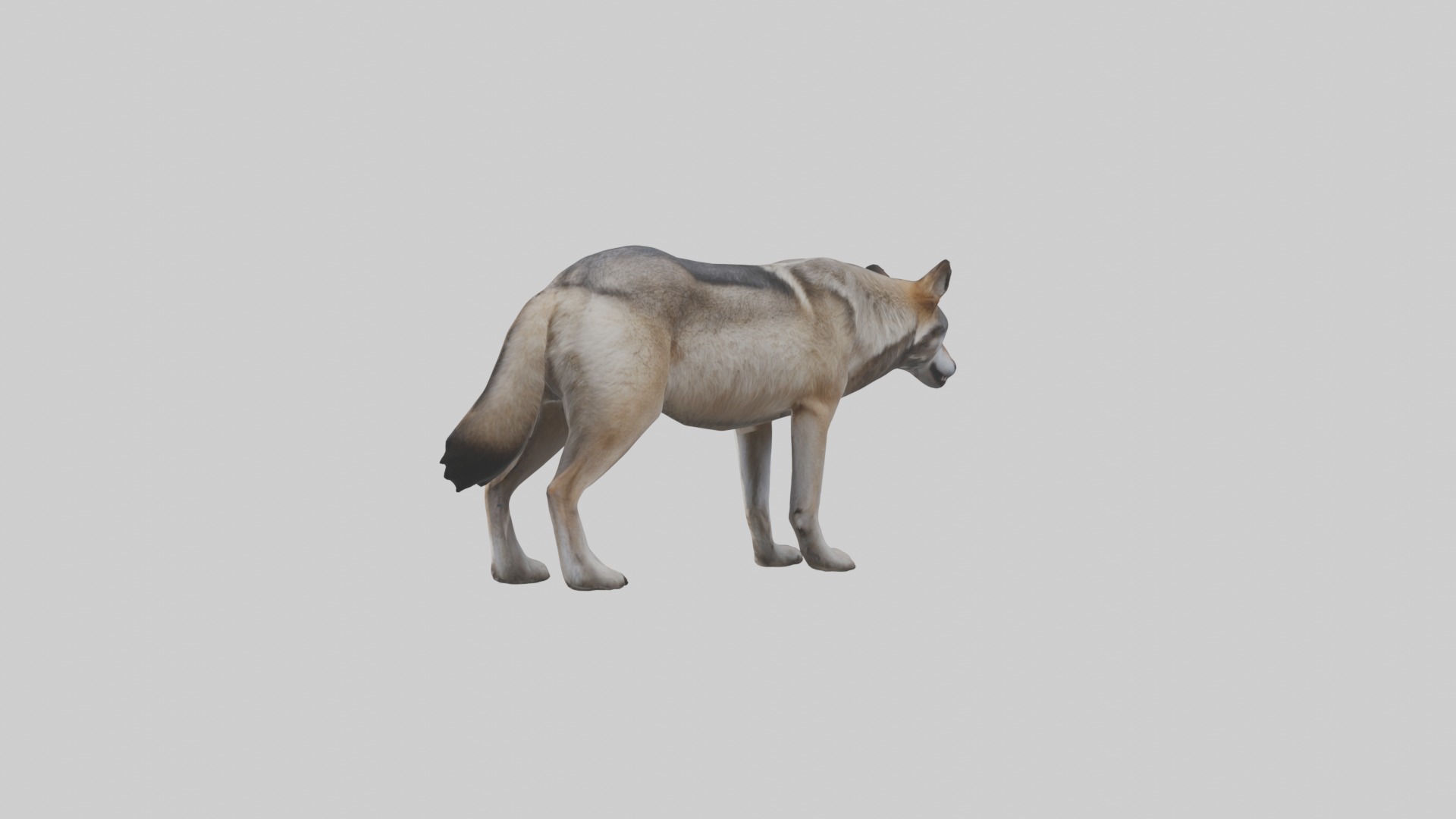 Eastern Wolf Low-poly 3D model_1