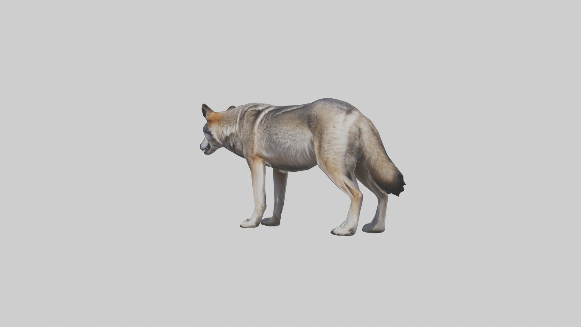 Eastern Wolf Low-poly 3D model_4