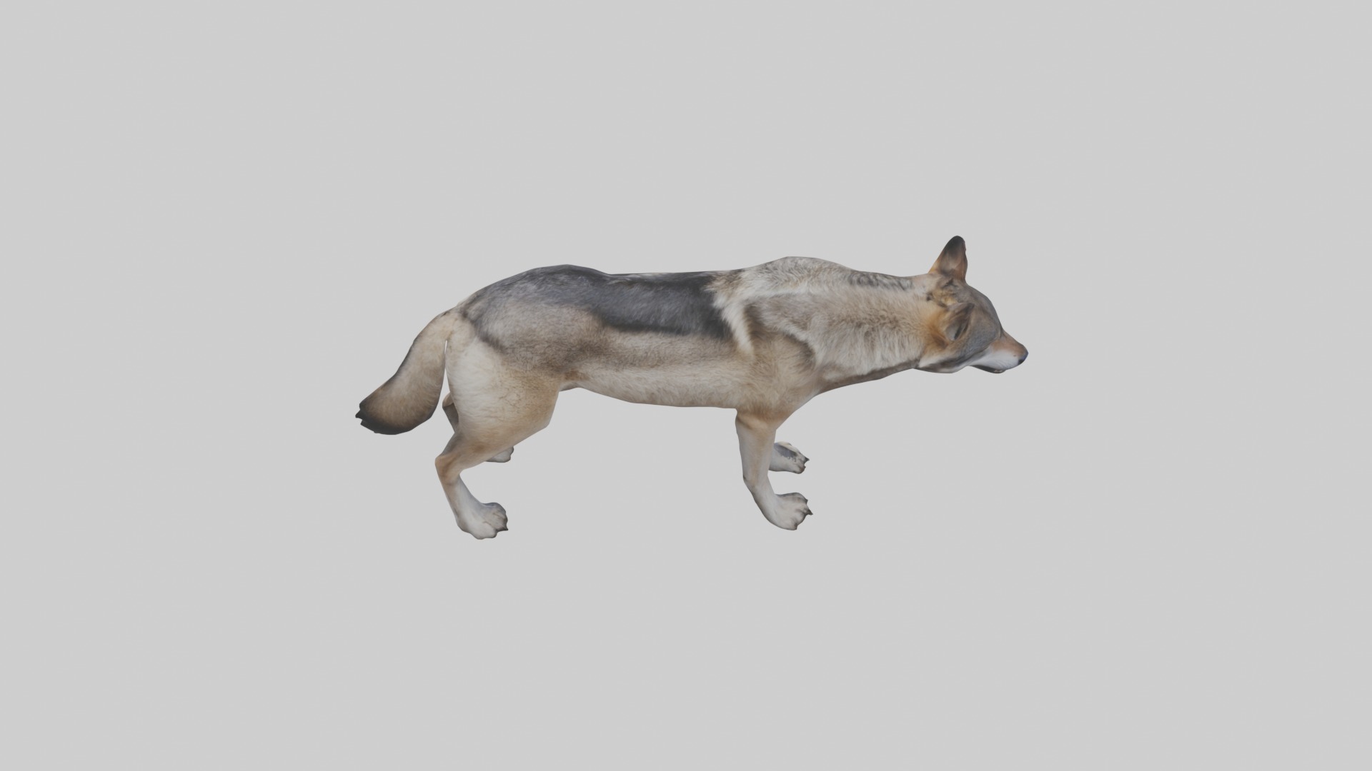 Eastern Wolf Low-poly 3D model_9
