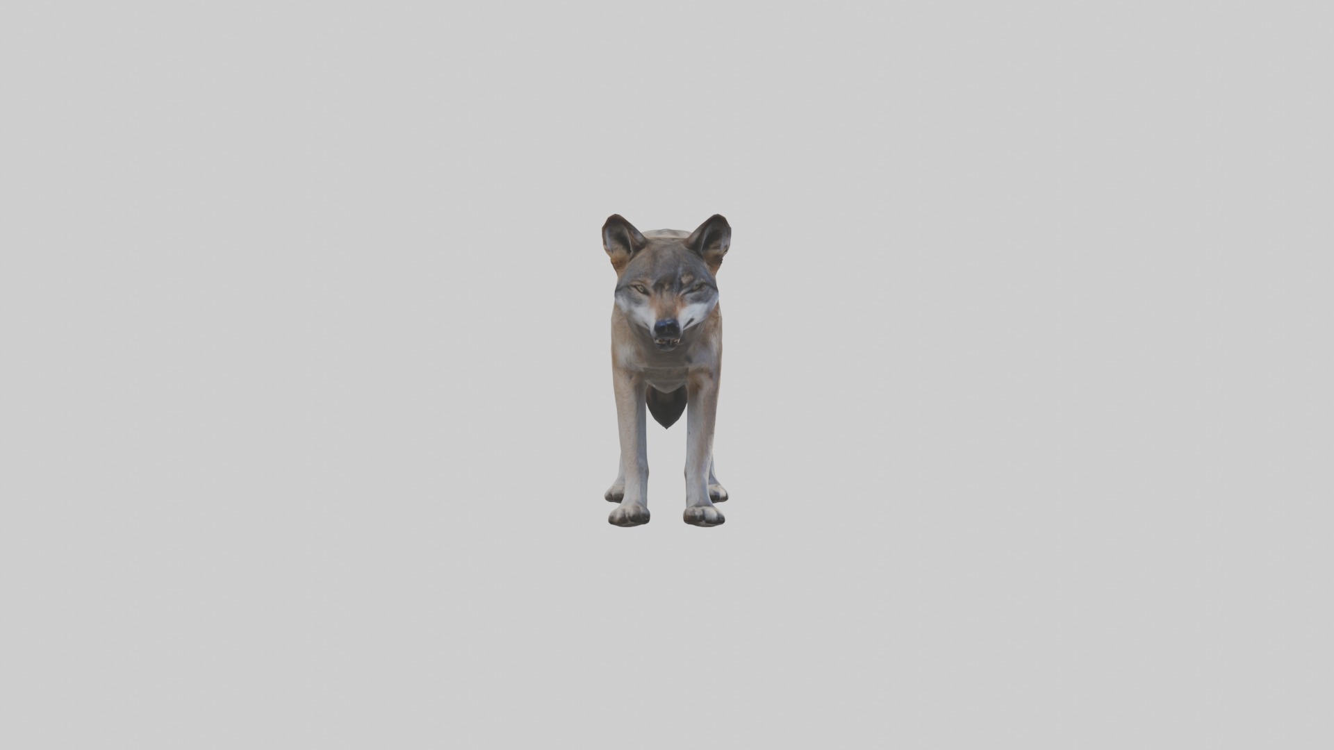 Eastern Wolf Low-poly 3D model_7