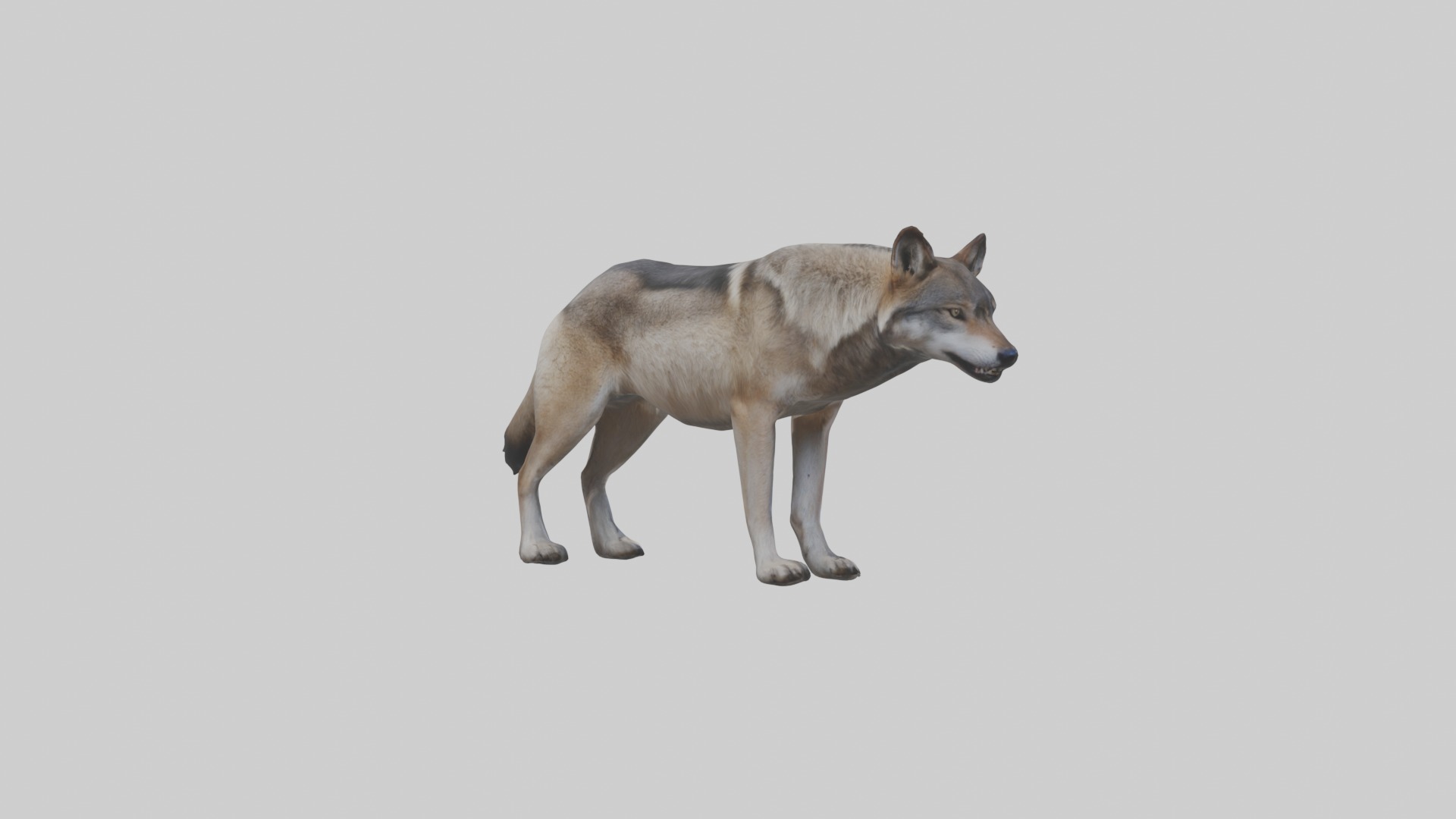 Eastern Wolf Low-poly 3D model_2