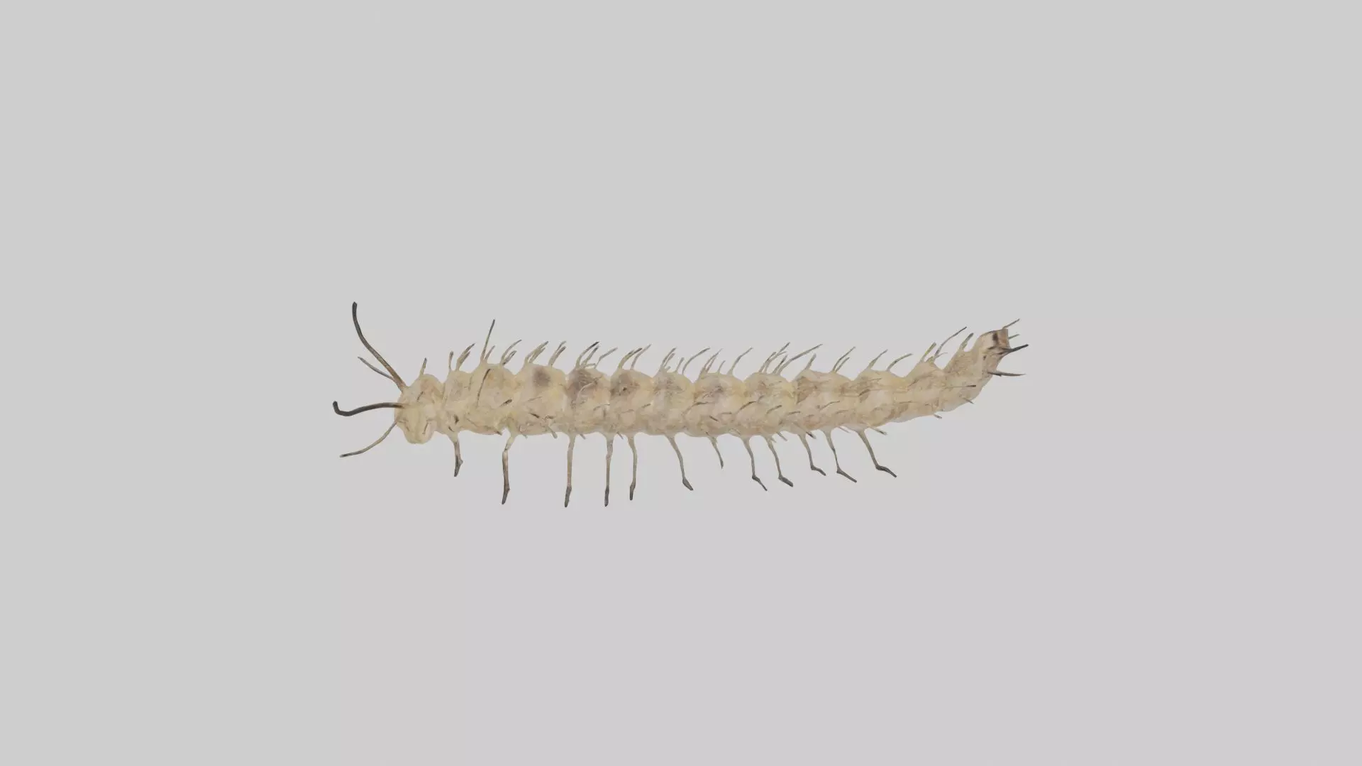 Eastern Tent Caterpillar Low-poly 3D model_0