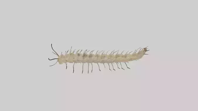 Eastern Tent Caterpillar Low-poly 3D model
