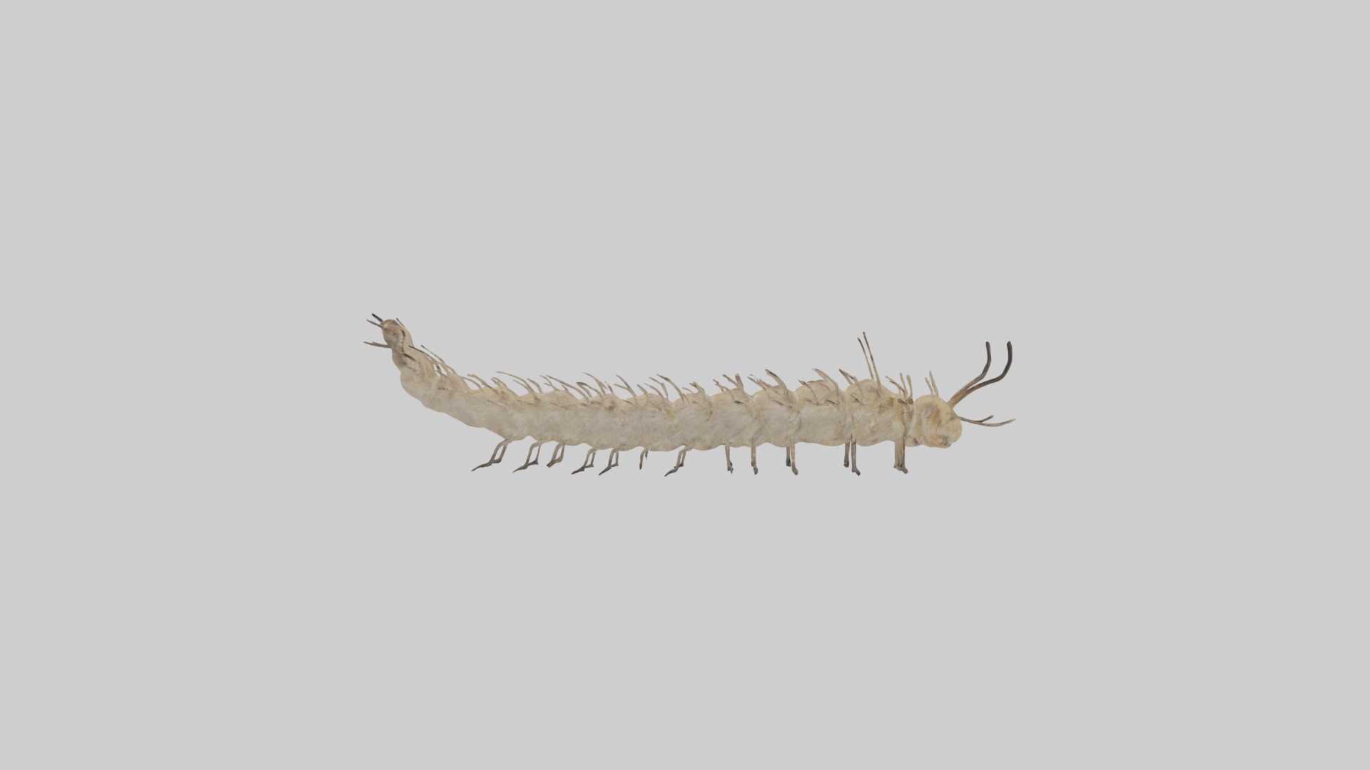 Eastern Tent Caterpillar Low-poly 3D model_8