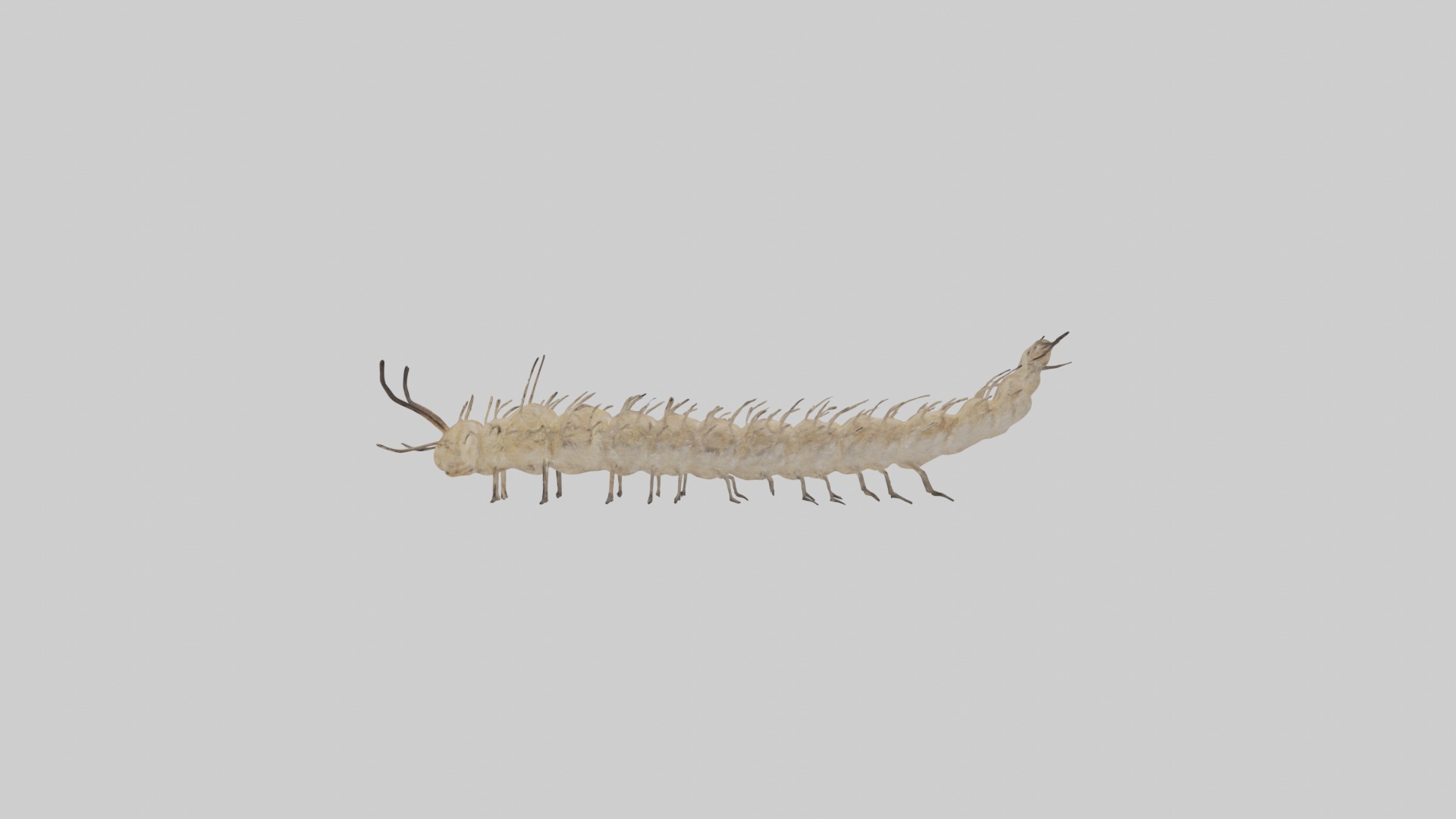 Eastern Tent Caterpillar Low-poly 3D model_7