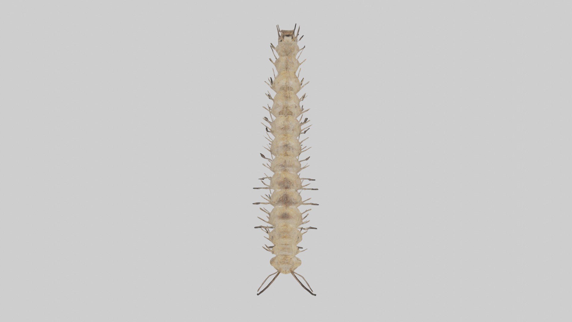 Eastern Tent Caterpillar Low-poly 3D model_9
