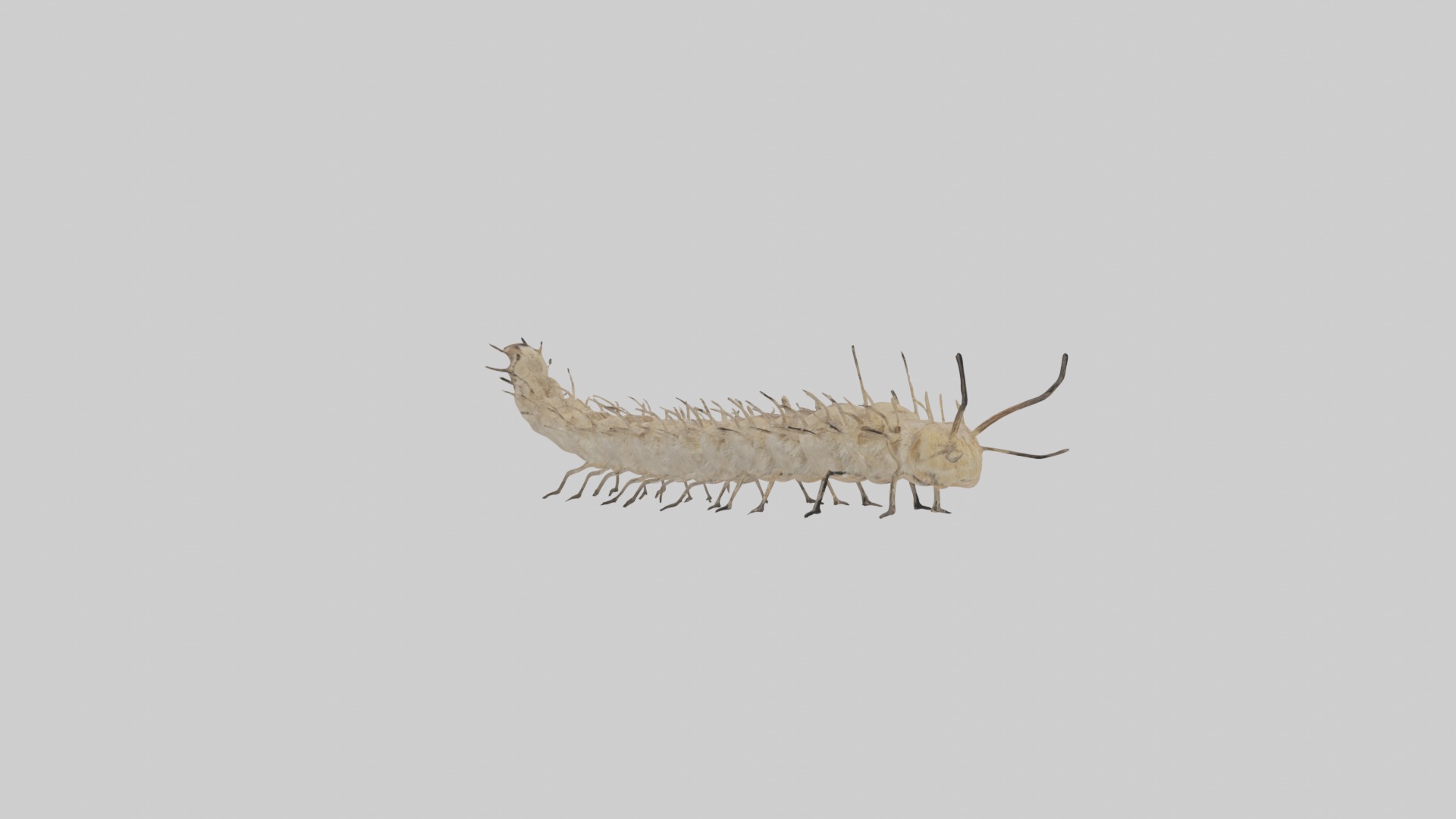 Eastern Tent Caterpillar Low-poly 3D model_1