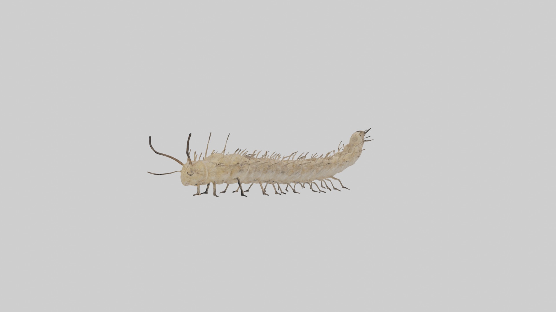 Eastern Tent Caterpillar Low-poly 3D model_6