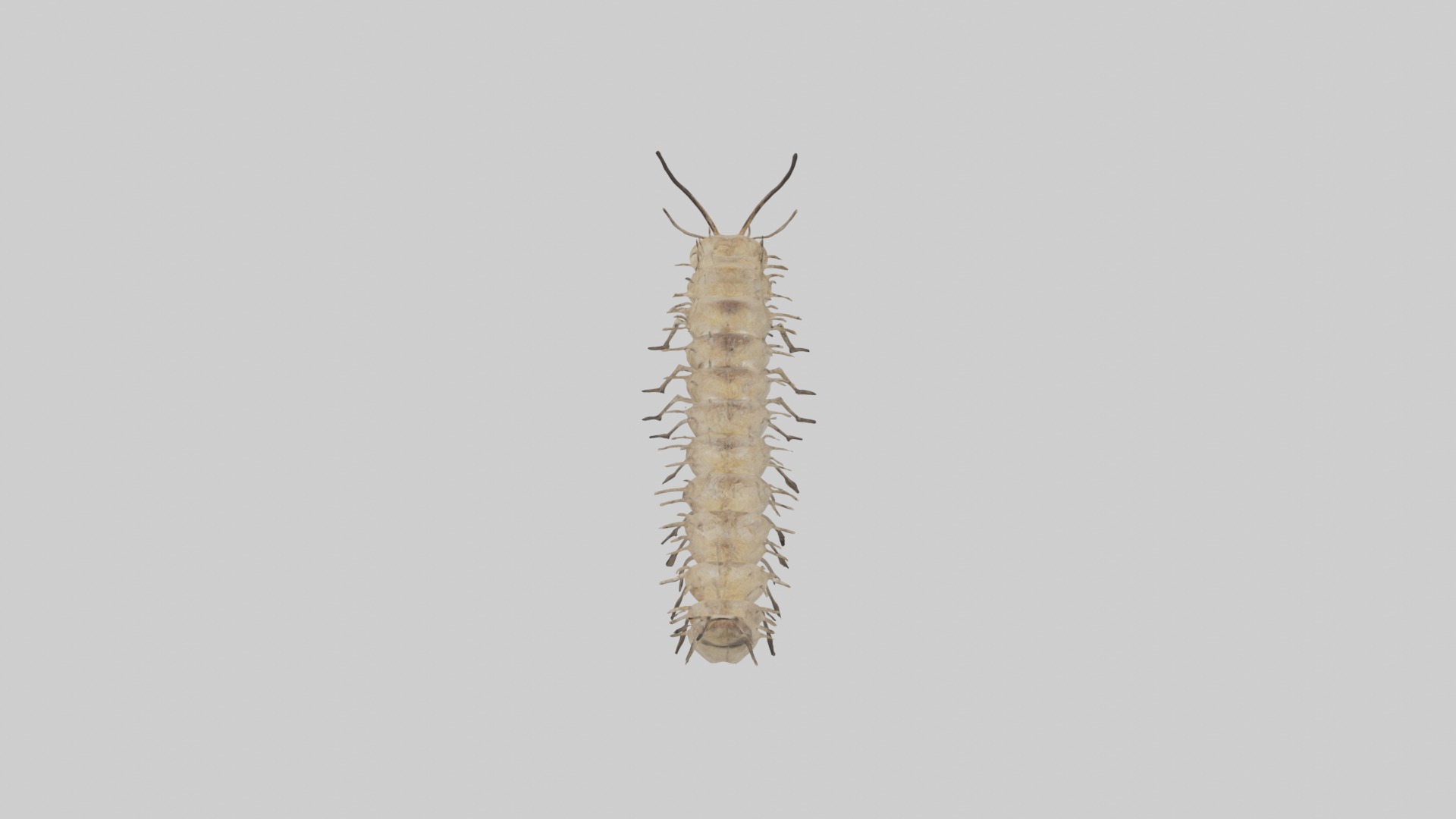 Eastern Tent Caterpillar Low-poly 3D model_10