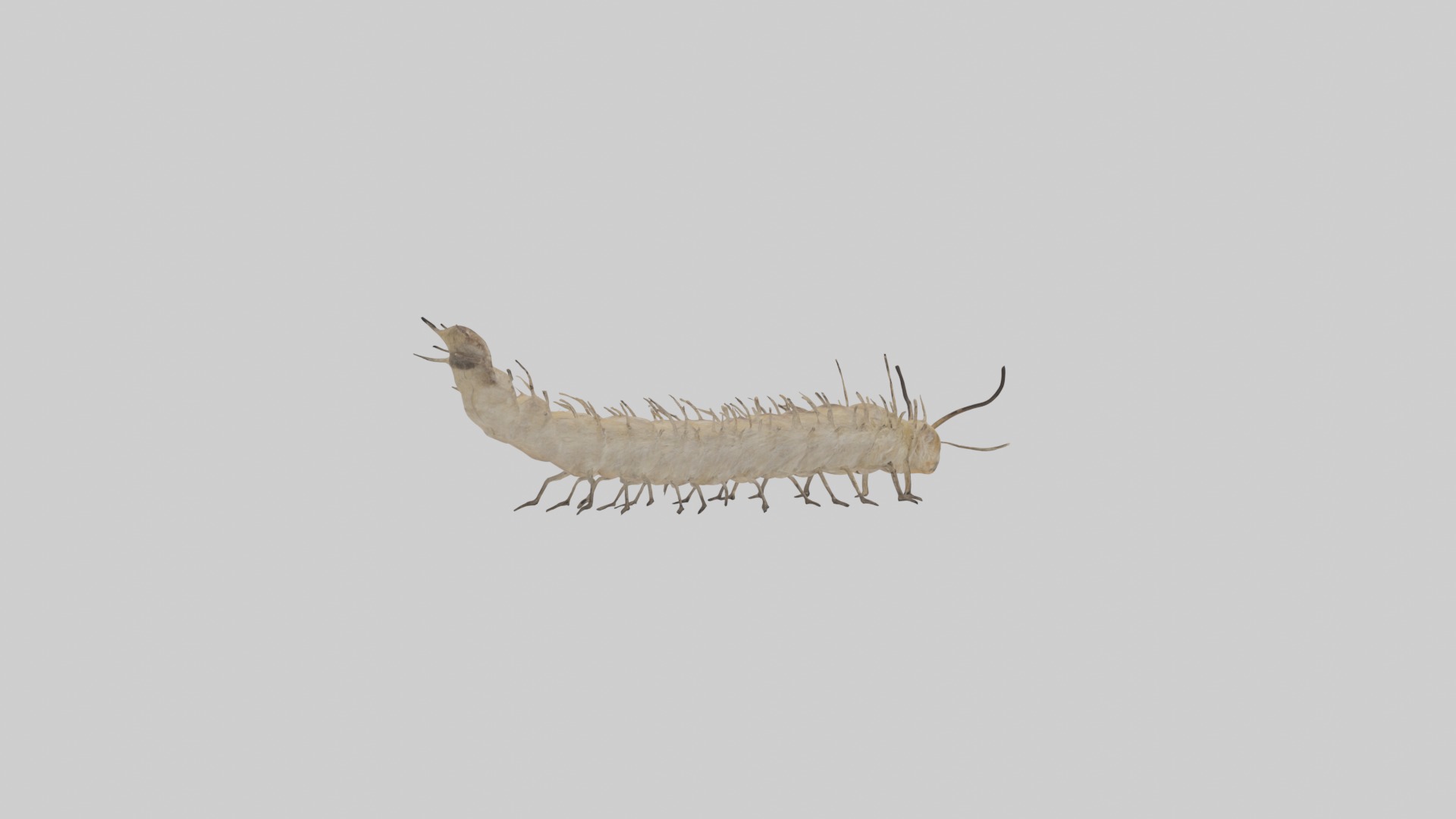 Eastern Tent Caterpillar Low-poly 3D model_4