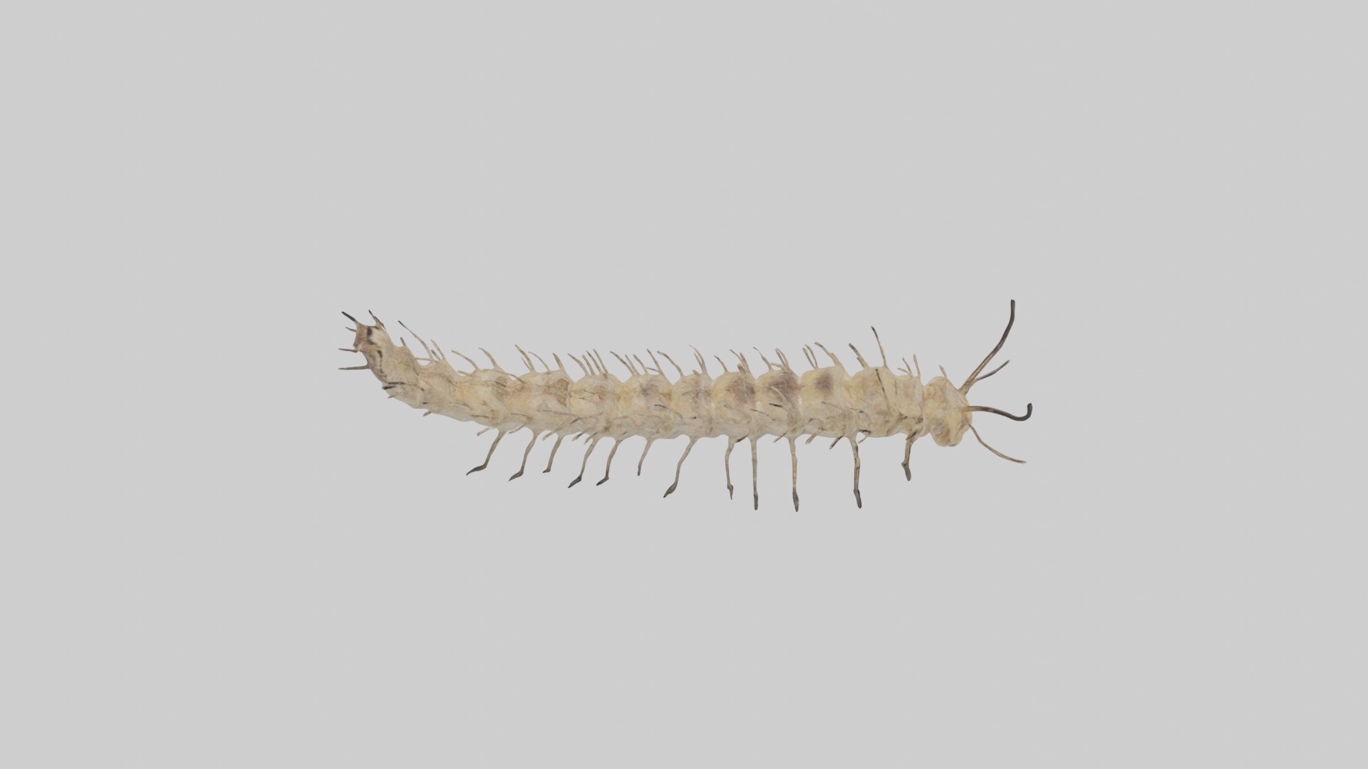 Eastern Tent Caterpillar Low-poly 3D model_12