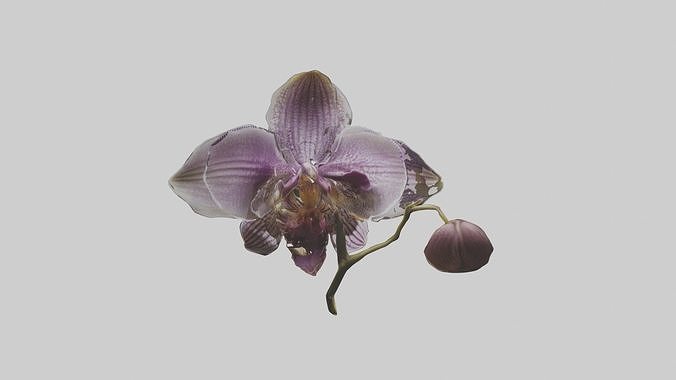 Duskfall Orchid Low-poly 3D model