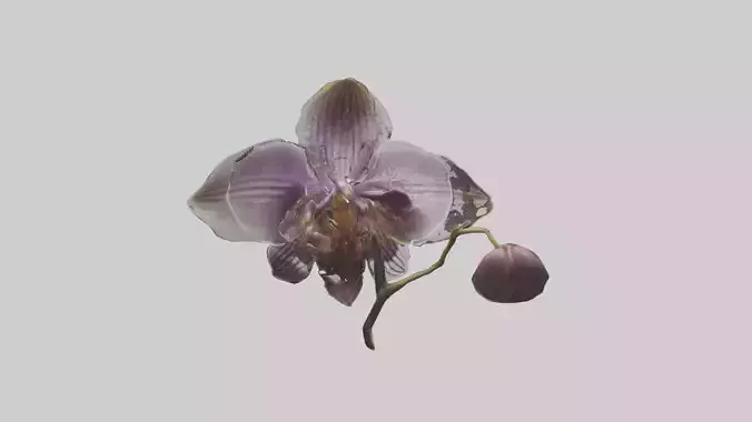 Duskfall Orchid Low-poly 3D model