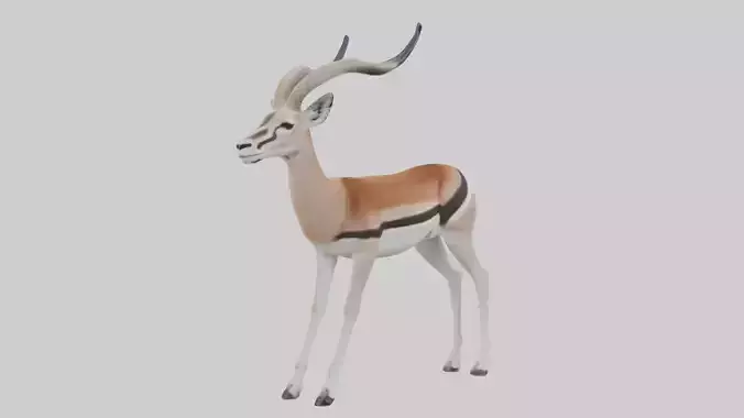 Dorcas gazelle