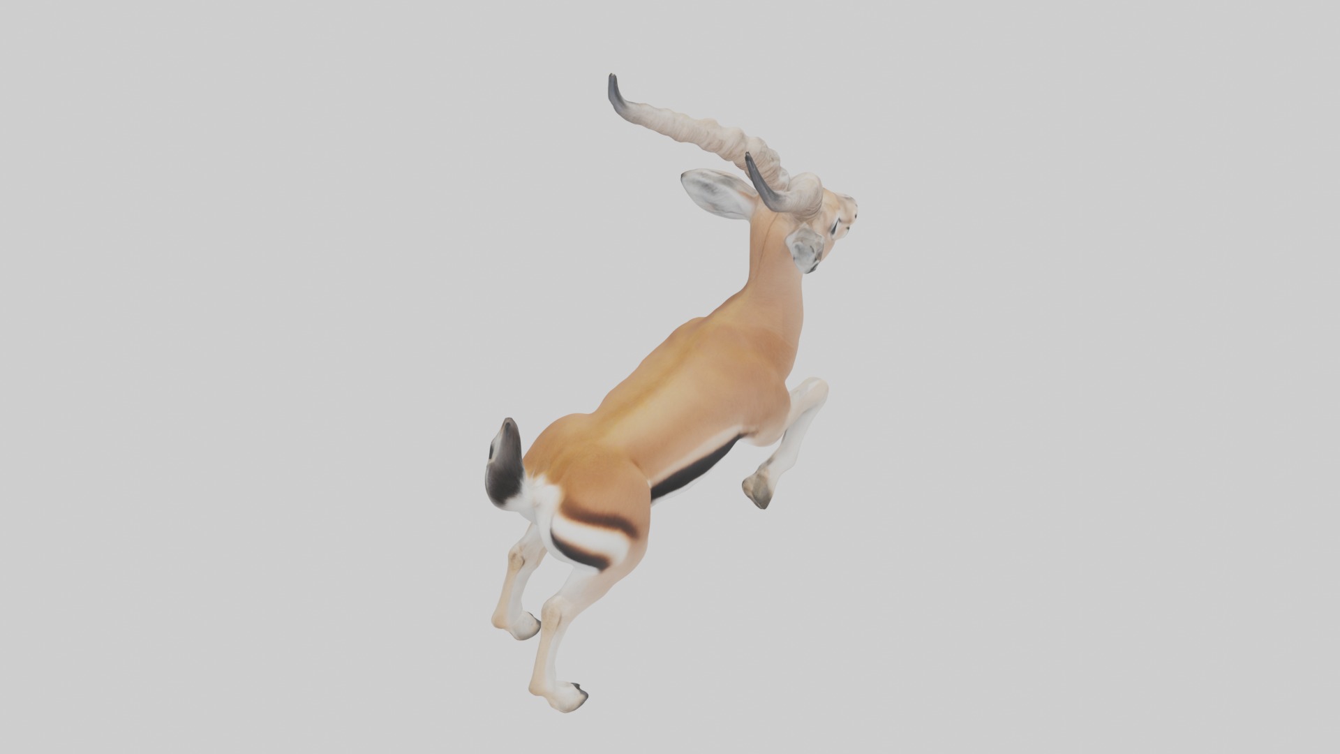 Dama gazelle Low-poly 3D model_9