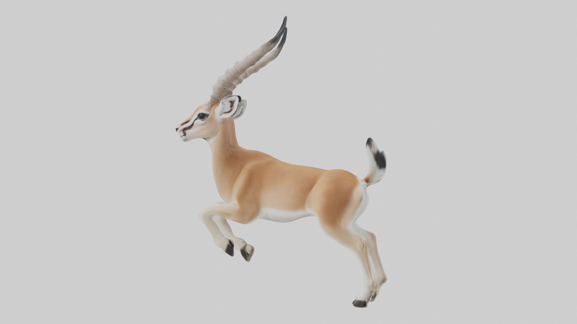 Dama gazelle Low-poly 3D model_4