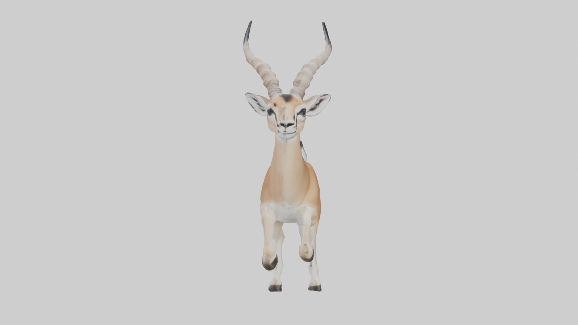 Dama gazelle Low-poly 3D model_5